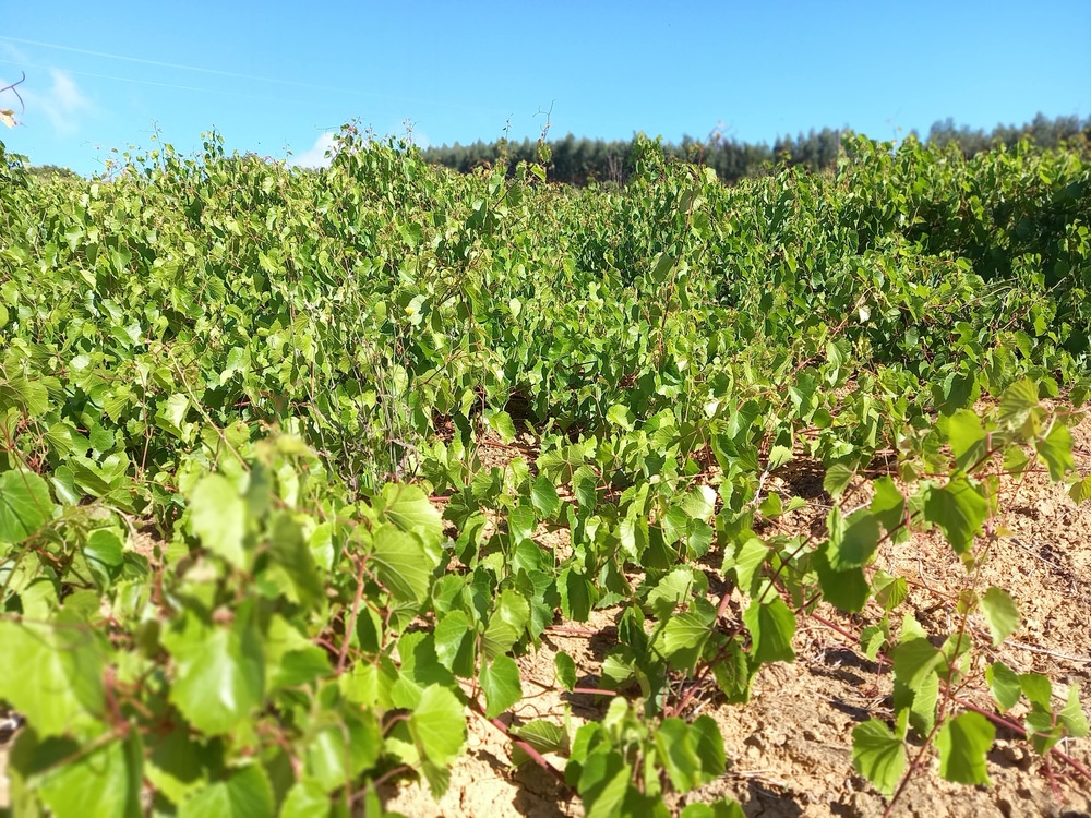 Imagem: Pé-de-Mãe 1.103 P