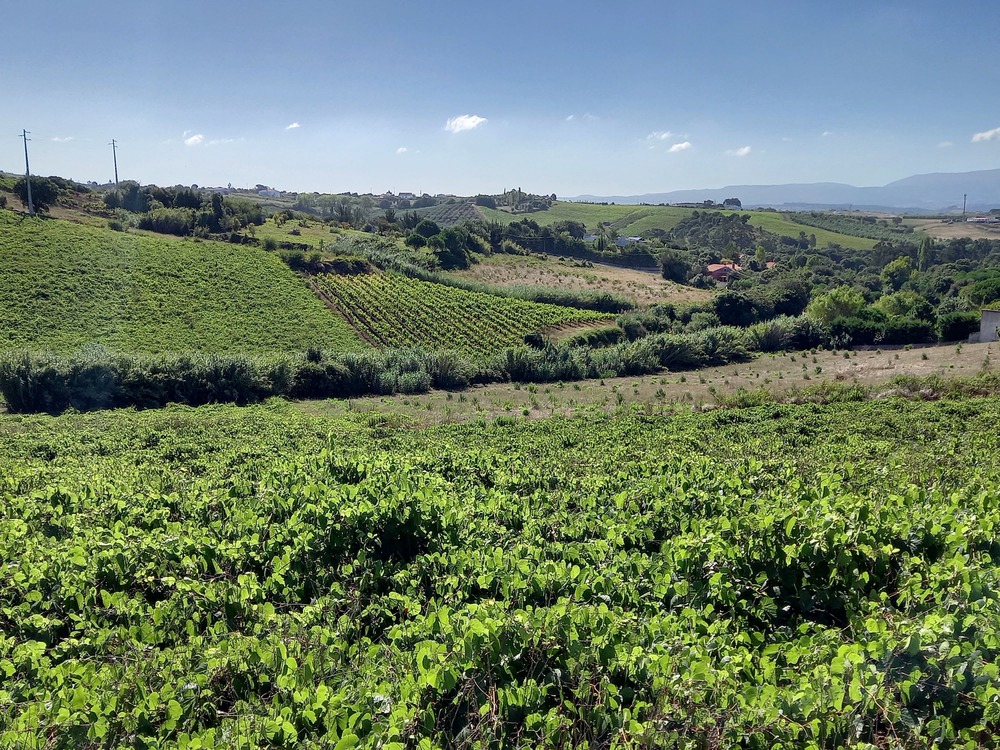 Imagem: Pé-de-Mãe SO4